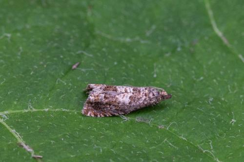 Epiblema sp.